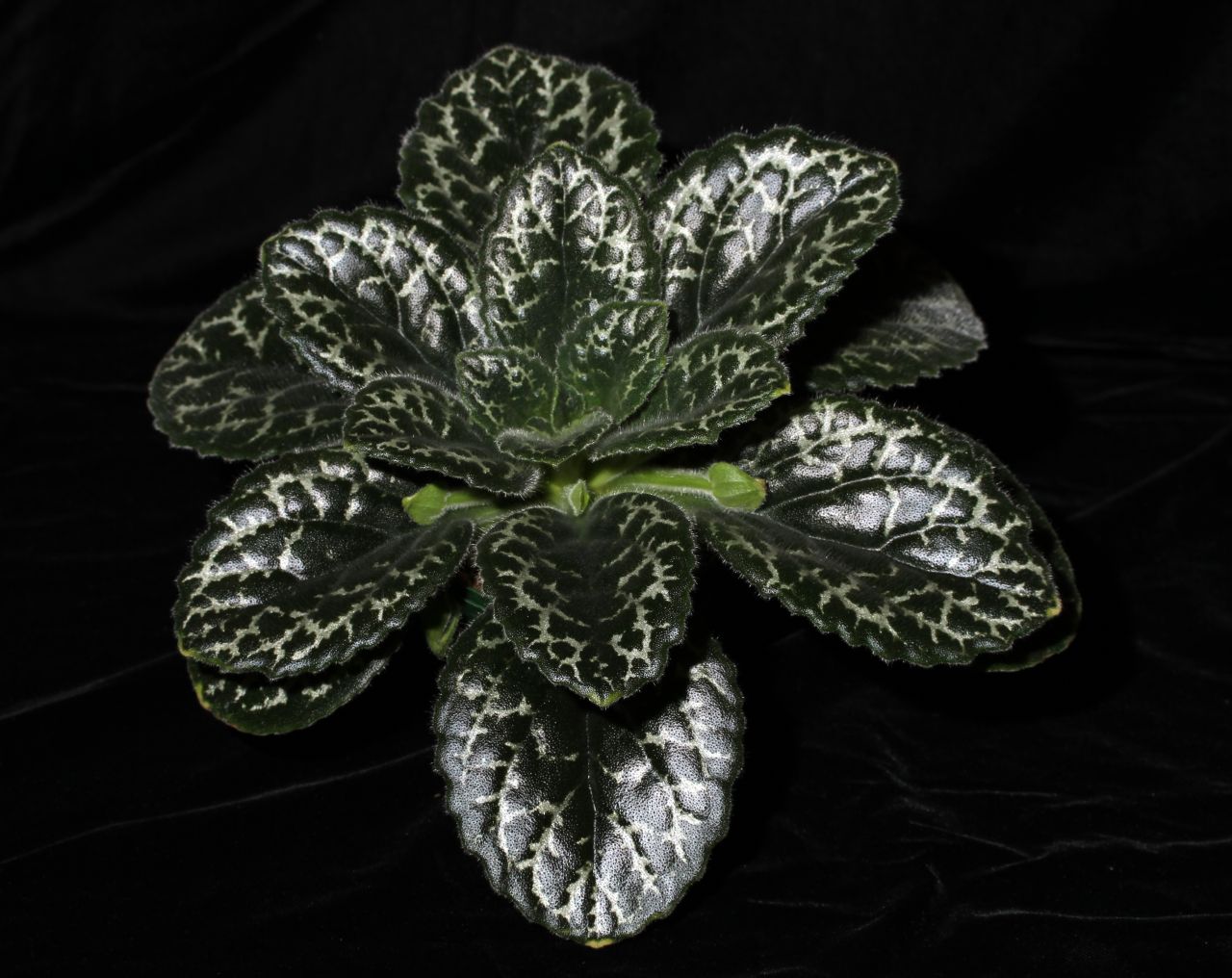 Best grown for ornamental qualities